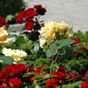 Roses