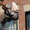 Moose